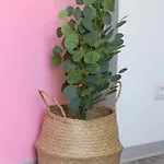 Toctoc Lägenhet Catania